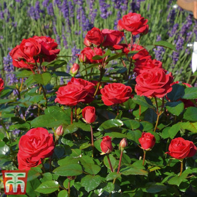 Rose (Bush) Precious Ruby 3 Litre Potted Plant x 1