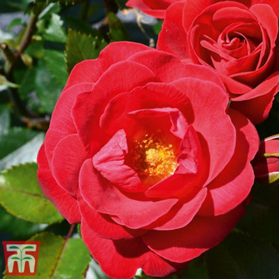 Rose (Bush) Precious Ruby 3 Litre Potted Plant x 1
