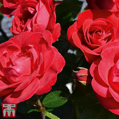 Rose (Bush) Precious Ruby 3 Litre Potted Plant x 1