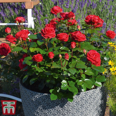 Rose (Bush) Precious Ruby 3 Litre Potted Plant x 1