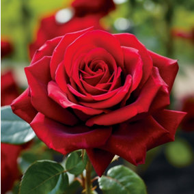 Rose Bush 'Pride of England' in 3L Pot - Patriotic Red Rose for The Garden - Ready to Plant