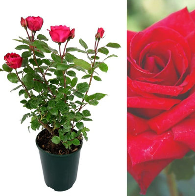 Rose Bush 'Pride of England' in 3L Pot - Patriotic Red Rose for The Garden - Ready to Plant