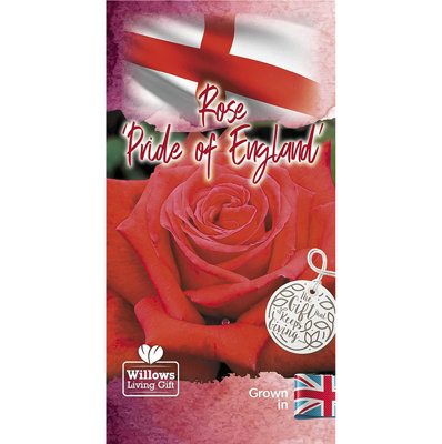 Rose Bush 'Pride of England' in 3L Pot - Patriotic Red Rose for The Garden - Ready to Plant - 3