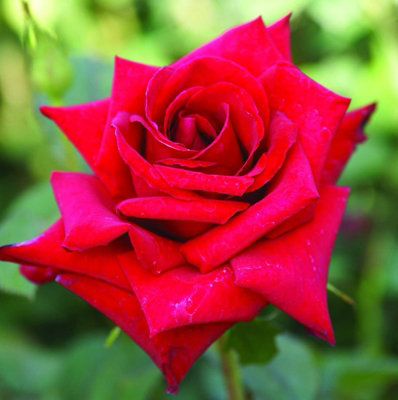 Rose Bush 'Pride of England' in 3L Pot - Patriotic Red Rose for The Garden - Ready to Plant - 4