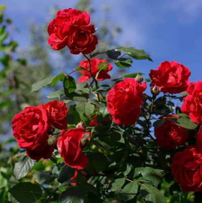 Rose Bush 'Pride of England' in 3L Pot - Patriotic Red Rose for The Garden - Ready to Plant - 5