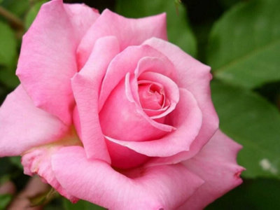 Rose Bush Prima Ballerina - Floribunda Pink Hybrid Tea Rose in a 3L Pot