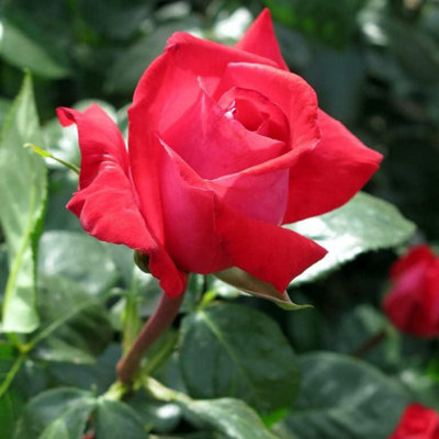 Rose Plants For The Garden Royal William Red Hybrid Tea Rose Bush ...