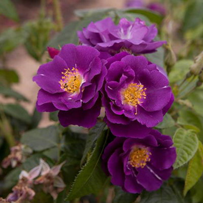 Rose Bush 'Rhapsody in Blue' Bare Root Garden Plants Plants Outdoor Garden Ready Bare Root Roses for Gardens