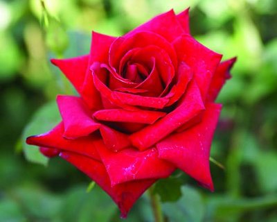 Rose Bush Royal Willliam - Red Hybrid Tea Rose Bush for The Garden in a ...