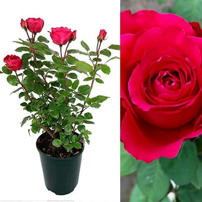 Rose Bush Scarlet Queen - Floribunda Red Rose Bush for The Garden in a 3 Litre Pot (1 Plant)
