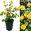 Rose Bush Sun Flare - Floribunda Rose Bush For The Garden In a 3 Litre Pot