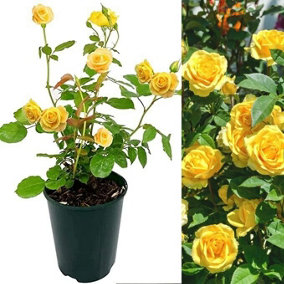 Rose Bush Sun Flare - Floribunda Rose Bush For The Garden In a 3 Litre Pot