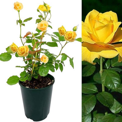 Rose Bush Sun Spinkles - Floribunda Yellow Rose Bush for The Garden in a 3Litre Pot