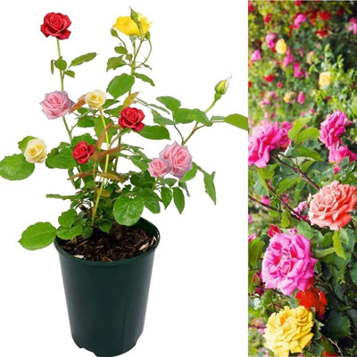 Rose Bush Trio in 2L Pot - 3 Growing Rose Bushes in One Pot