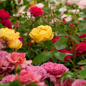 Rose Bush Trio in 3L Pot - 3 Mixed Growing Rose Bushes in One Pot - Ideal for Patio Pots, Beds and Borders