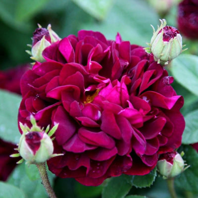 Rose Bush 'Tuscany Superb' - Very Fragrant Velvety Rose Bush in 3 Litre Pot