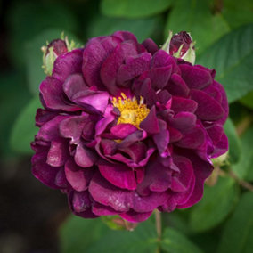 Rose Bush 'Tuscany Superb' - Very Fragrant Velvety Rose Bush in 3 Litre Pot