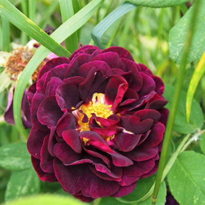 Rose Bush 'Tuscany Superb' - Very Fragrant Velvety Rose Bush in 3 Litre Pot