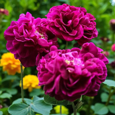 Rose Bush 'Tuscany Superb' - Very Fragrant Velvety Rose Bush in 3 Litre Pot - 3