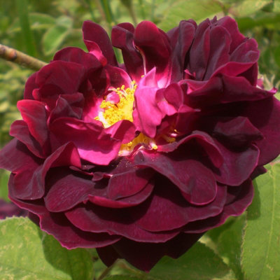 Rose Bush 'Tuscany Superb' - Very Fragrant Velvety Rose Bush in 3 Litre Pot - 4