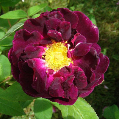 Rose Bush 'Tuscany Superb' - Very Fragrant Velvety Rose Bush in 3 Litre Pot - 5