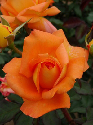 Rose Bush Whisky Mac - Floribunda Rose Bush For The Garden In 3 Litre Pot - 3