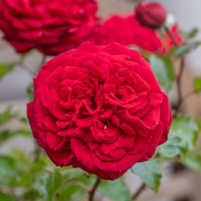 Rose Chelsea Pensioner Established Plant in 3-4L Pot, Ready to Plant, Charity Rose with Red Flowers