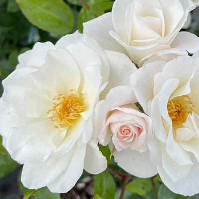Rose Diamond 60th Wedding Anniversary in a 3L pot