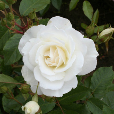Rose Diamond 60th Wedding Anniversary in a 3L pot