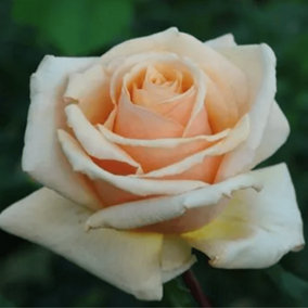 Rose Diamond Jubliee (Hybrid Tea) Potted Rose