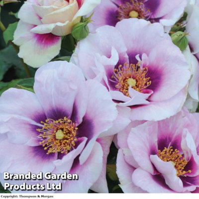 Rose Floribunda 'Blue Eyes' - 1 Bare Root Plant | DIY at B&Q