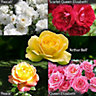 Rose Garden Glamour Collection Bare Root x 5