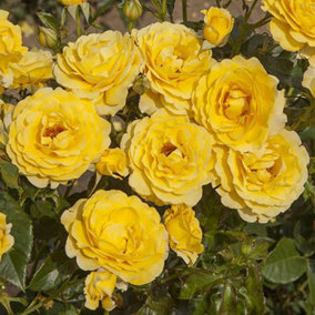 Rose 'Golden Wedding' Yellow 50th Wedding Anniversary, Gift Rose Bush Plant, in a 3L Pot, Ready to Plant