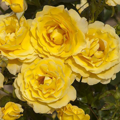 Rose 'Golden Wedding' Yellow 50th Wedding Anniversary, Gift Rose Bush ...