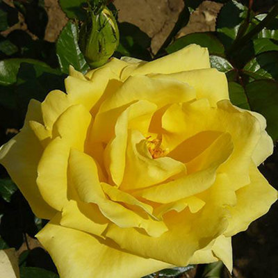 Rose 'Golden Wedding' Yellow 50th Wedding Anniversary, Gift Rose Bush ...