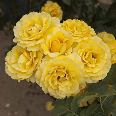 https://media.diy.com/is/image/KingfisherDigital/rose-golden-wedding-yellow-50th-wedding-anniversary-gift-rose-bush-plant-in-a-3l-pot-ready-to-plant~5060411776500_04c_MP?$MOB_PREV$&$width=618&$height=618