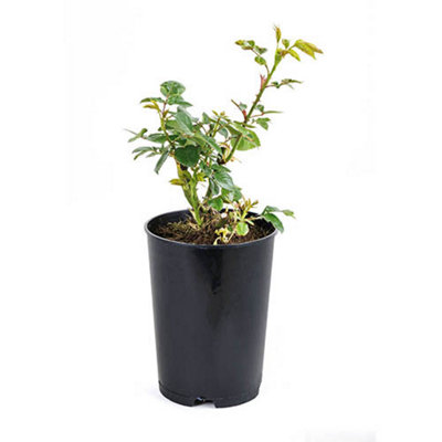 https://media.diy.com/is/image/KingfisherDigital/rose-golden-wedding-yellow-50th-wedding-anniversary-gift-rose-bush-plant-in-a-3l-pot-ready-to-plant~5060411776500_05c_MP?$MOB_PREV$&$width=618&$height=618