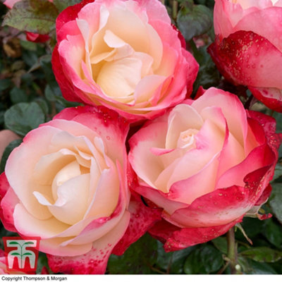 Rose Hybrid Tea 'Nostalgie' 1 Bare Root Plant