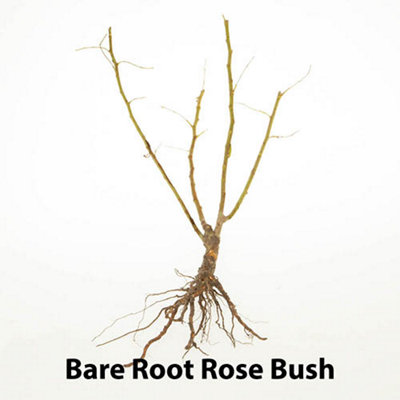 Rose Hybrid Tea 'Vibrant Red' Bare Root