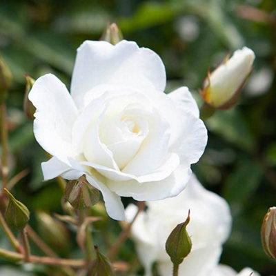 Rose 'Iceberg' in a 3L Pot, White Flowers, Ready to Plant Rose Bush for UK Gardens