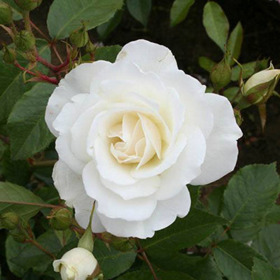 Rose 'Iceberg' in a 3L Pot, White Flowers, Ready to Plant Rose Bush for UK Gardens