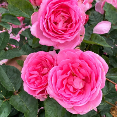 Rose In a Million Hybrid Tea - Fragrant Pink Blooms - Bare Root Plant