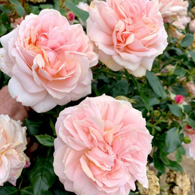 Rose Joie de Vivre - Pink Peach Ruffled Floribunda Fragrant Bare Roots