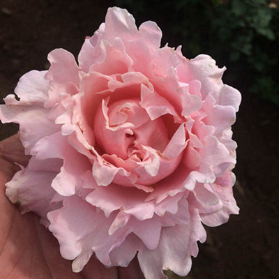 Rose 'King Charles Coronation' in a 3L Pot Supplied as 1 x Established Pink Rose Bush in a 3L Pot