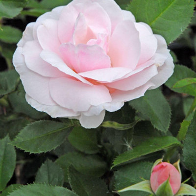 Rose Many Happy Returns Floribunda Bush - Pale Pink Fragrant Blooms ...