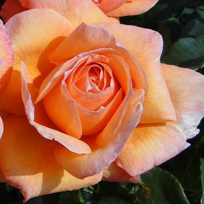 Rose of the Year 2014 'Lady Marmalade' bare root
