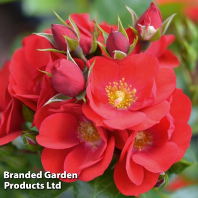 Rose (Patio Shrub) Lots of Kisses 3 Litre Potted Plant x 1 | DIY at B&Q