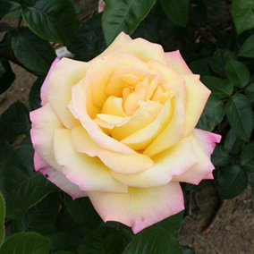 Rose 'Peace' in a 3L Pot, Yellow Flowers, Ready to Plant Rose Bush for UK Gardens