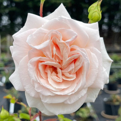 Rose 'Penny Lane' Climbing Rose in a 3L Pot - 3