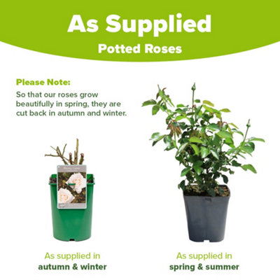 Rose 'Penny Lane' Climbing Rose in a 3L Pot - 5